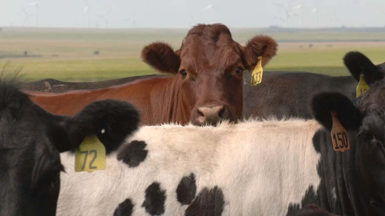 Osage Co. Ranchers Struggling Through Drought During Pandemic