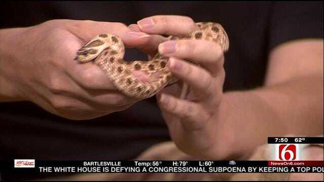 Wild Wednesday: Western Hognose Snake