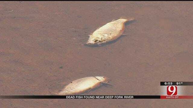 Investigators Look Into Dead Fish Found Near Deep Fork River In Lincoln Co.