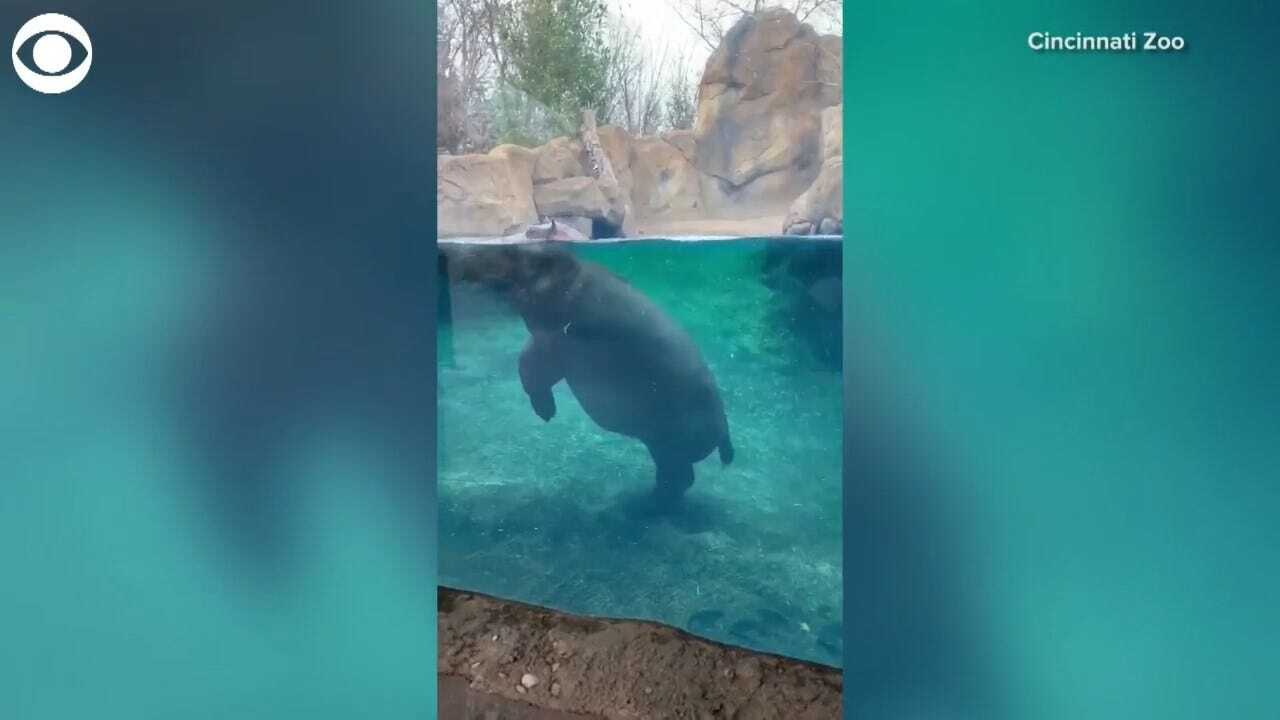 WATCH: Hippo Tiptoes In Her Tank