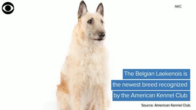 Belgian Laekenois Is Newest Breed Recognized By The AKC