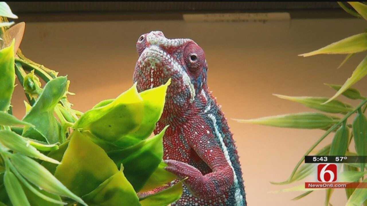 Tulsa Holds Reptile Expo