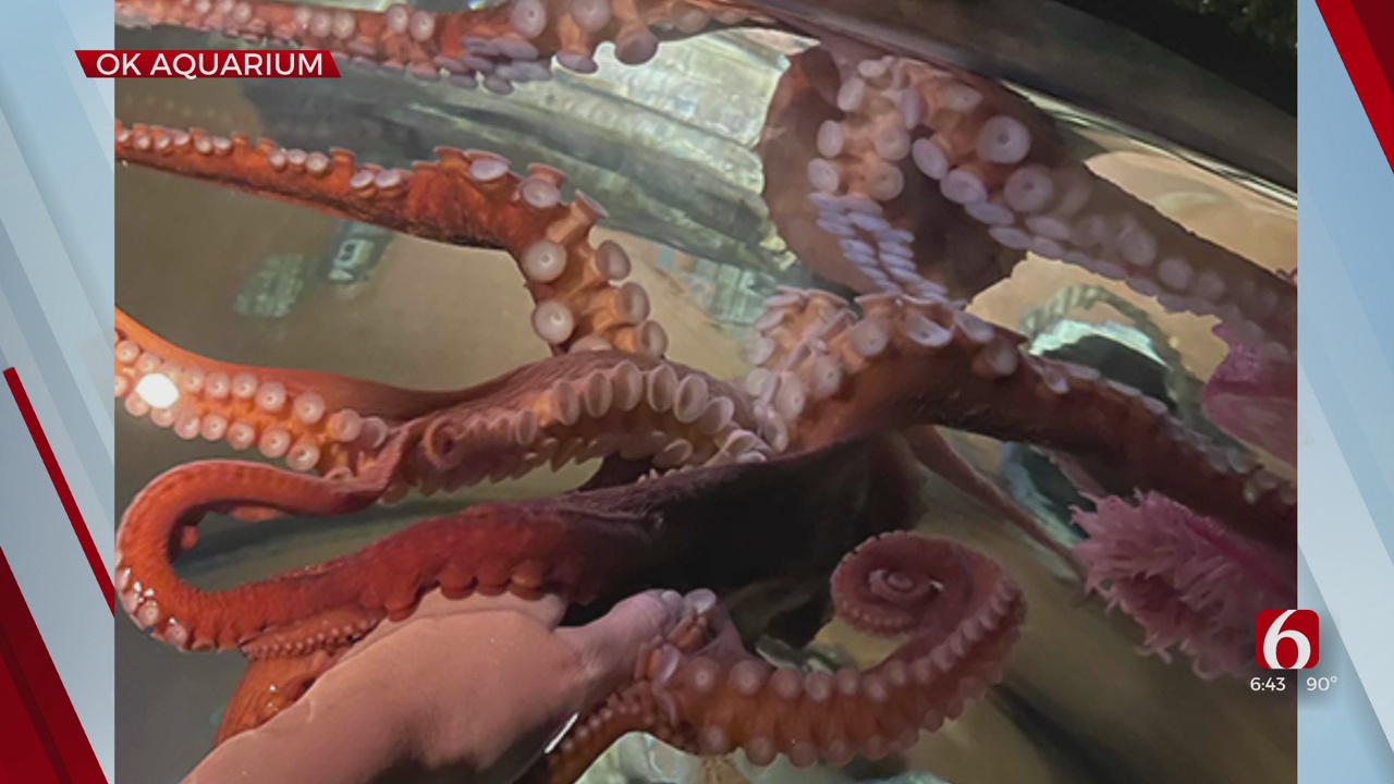 Oklahoma Aquarium Shares Photos Of New Octopus