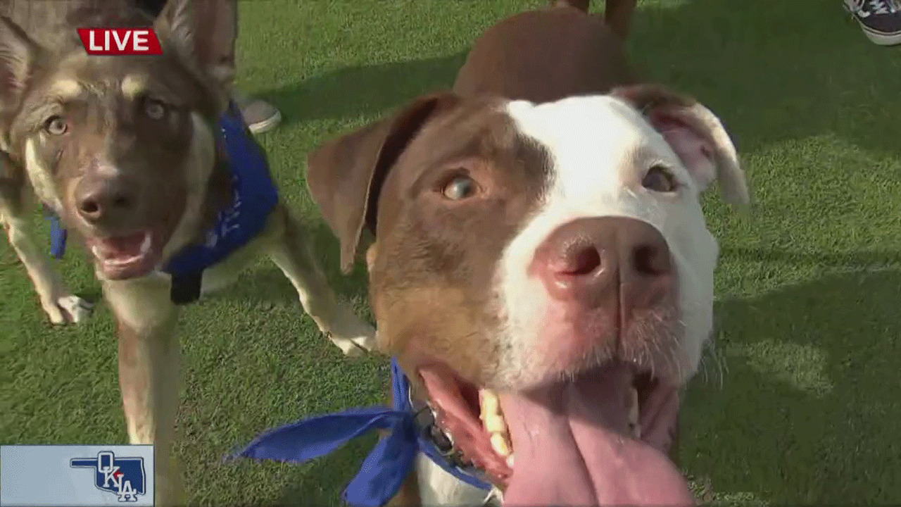 'Bark In The Park' Coming To Chickasaw Bricktown Ballpark
