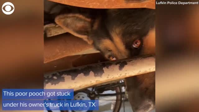 WATCH: Dog Gets Rescued From Bottom Of Truck