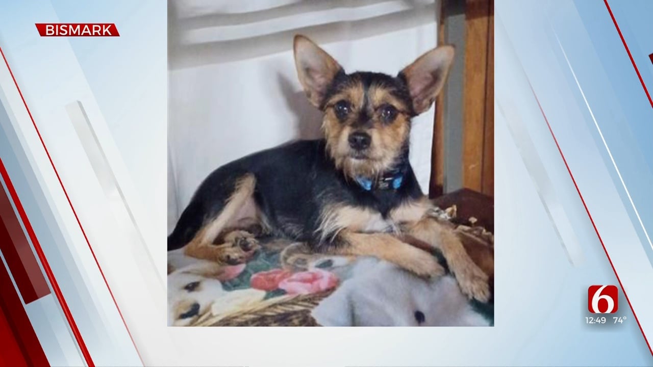 Pet of the Week: Bismark the Yorkie-Chihuahua Mix