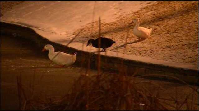 Skiatook Duck Trio Visit Frozen City Pond