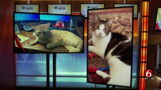 Watch: Pets And Dental Health