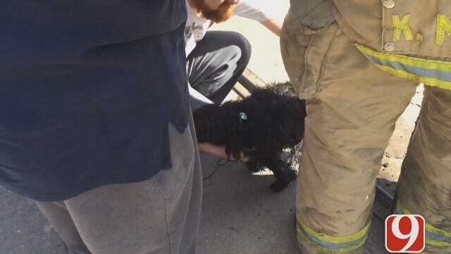 WEB EXTRA: Dog Survives Three-Alarm Fire