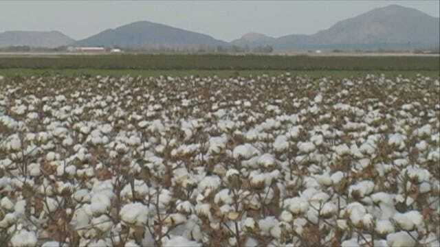 Cotton Harvest Underway In Southwest Oklahoma