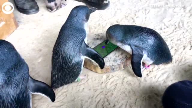 WATCH: Penguins Play Enrichment Exercises