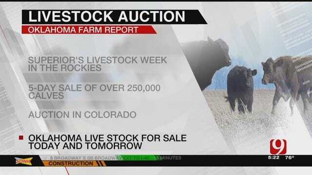 AG REPORT: Superior's Livestock Week In Colorado Begins Monday