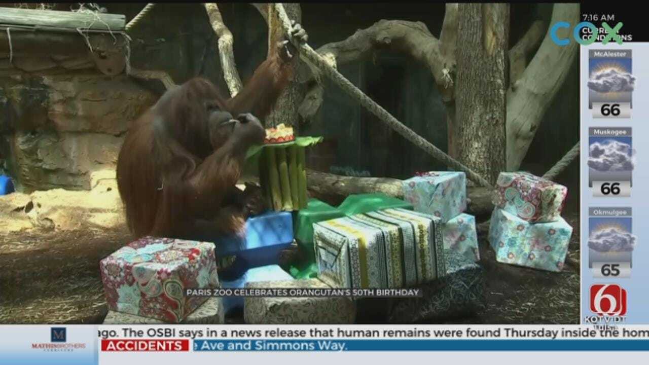 WATCH: Orangutan Celebrates 50th Birthday