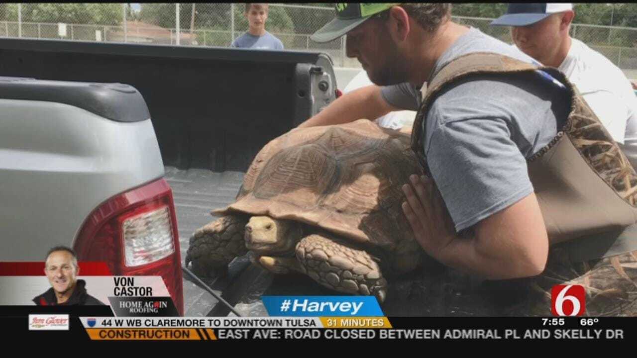 200-Pound Tortoise Rescued From Flooded Houston Home