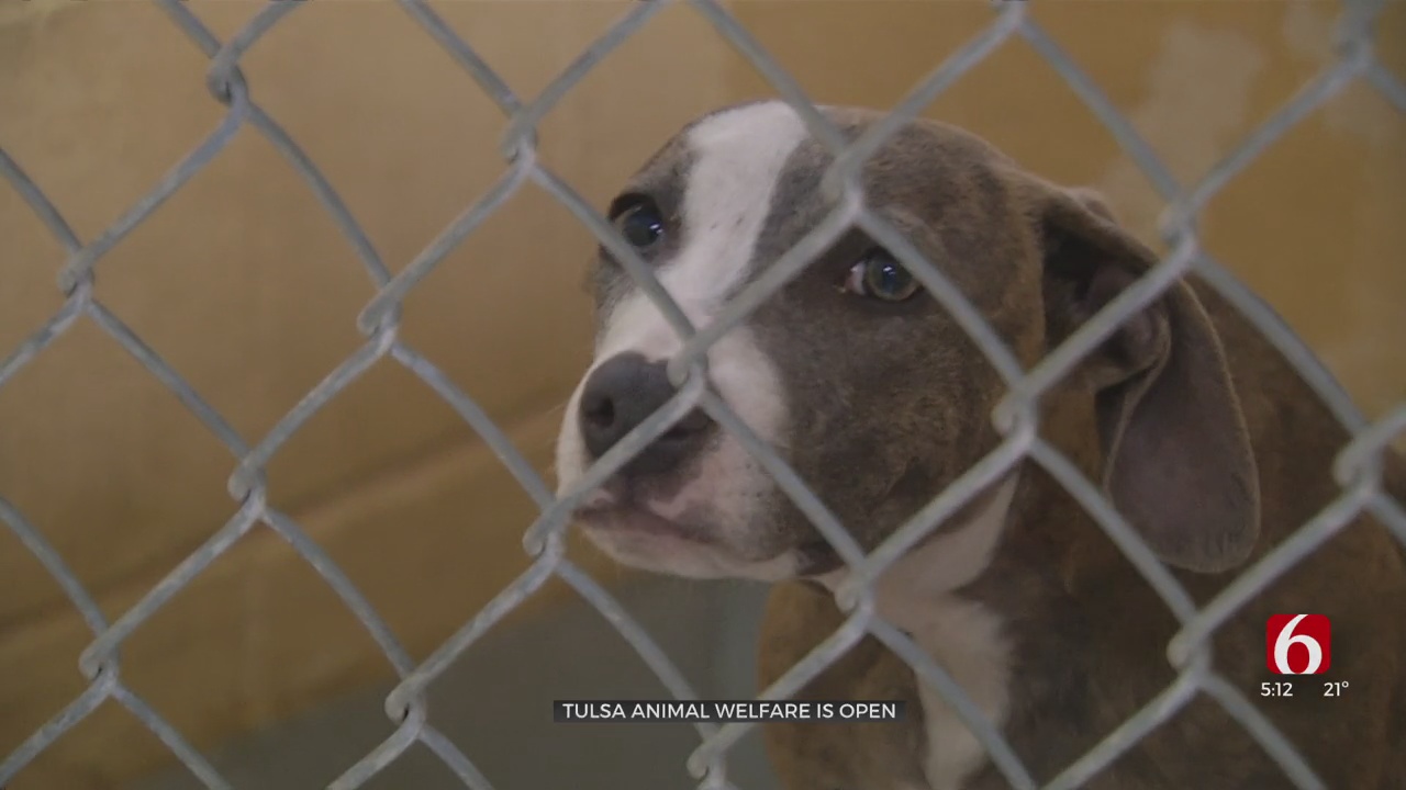 Tulsa Animal Welfare Reopens After Closing Its Door For Nearly 2 Months