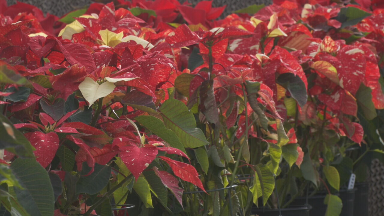 Broken Arrow Non-Profit 'New Leaf' Delivering Poinsettias, Provides Opportunity To Disabled Workers
