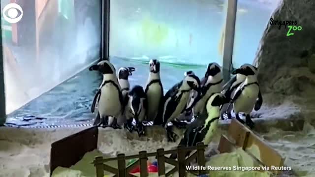 WATCH: Penguins Explore Obstacle Course In Zoo Habitat