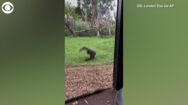 Watch: Gorilla Shows Off Somersault Skills
