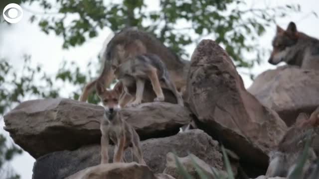 Watch: Endangered Mexican Wolf Pups Enjoy Play Time