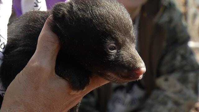 OSU Researchers Welcome Newest Bear Cubs To The World
