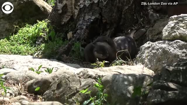 Watch: Baby Otters Check Out Their London Zoo Home