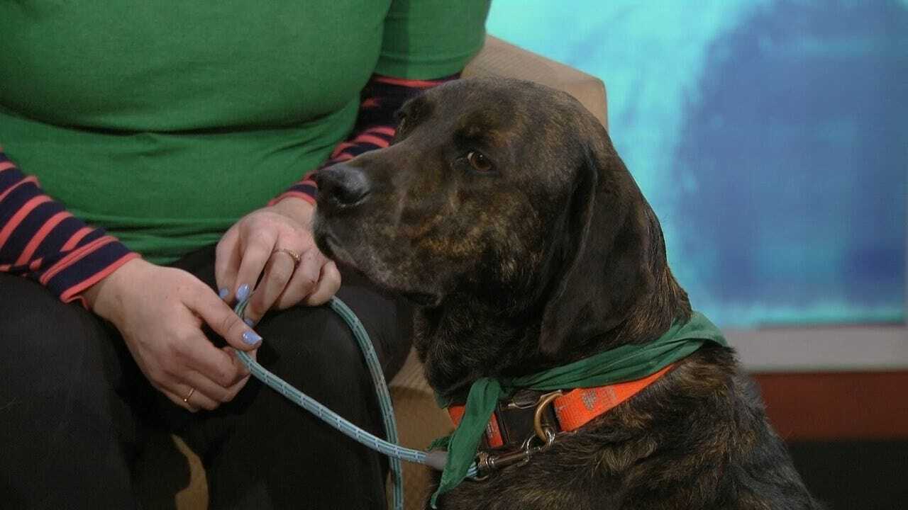 Tulsa SPCA Talks Best Care For Your Pets