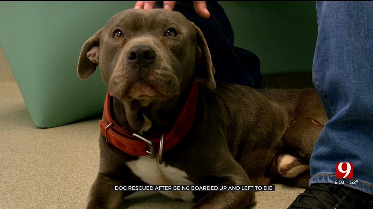 Dog Sealed Inside Wooden Box Rescued As OKC Animal Welfare Seeks Abuser