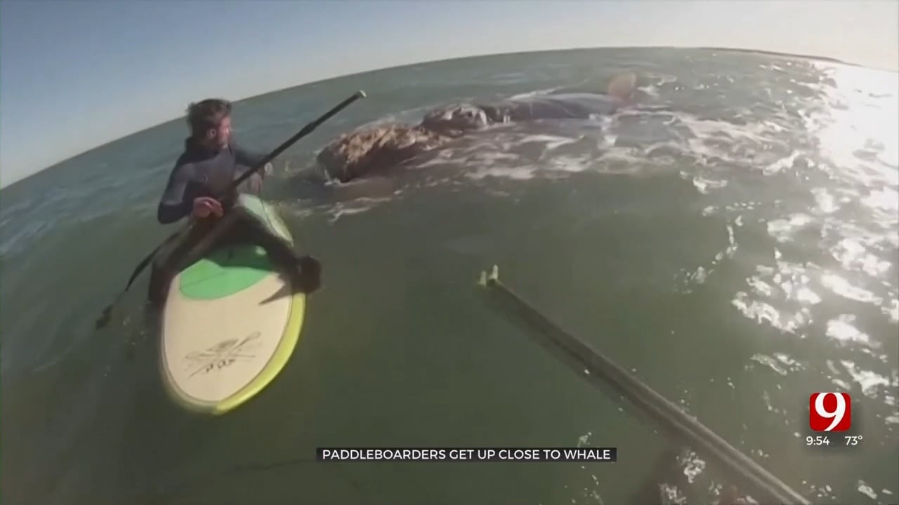Caught On Camera: Whale Knocks Paddle Boarder Off Board