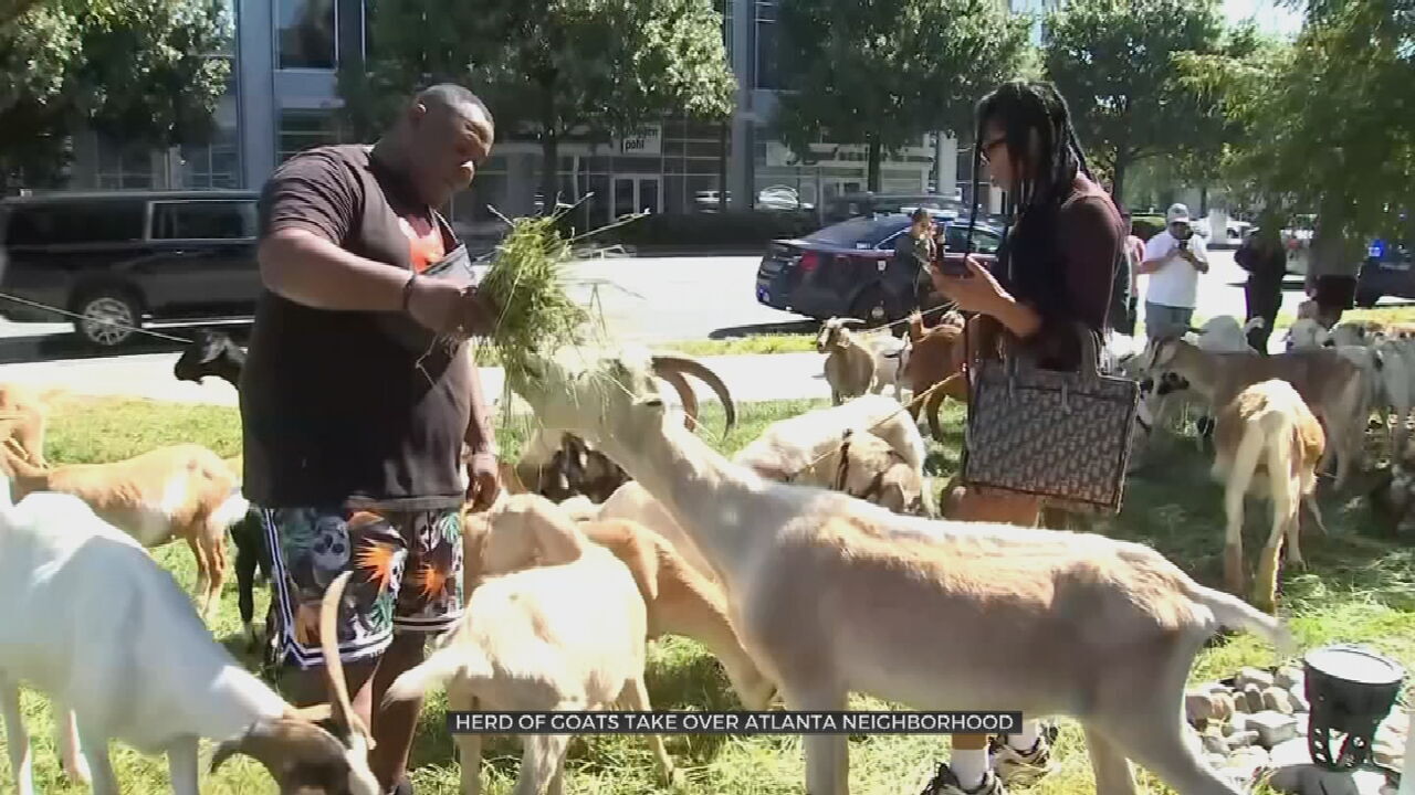 Goats Get Loose In Atlanta Neighborhood
