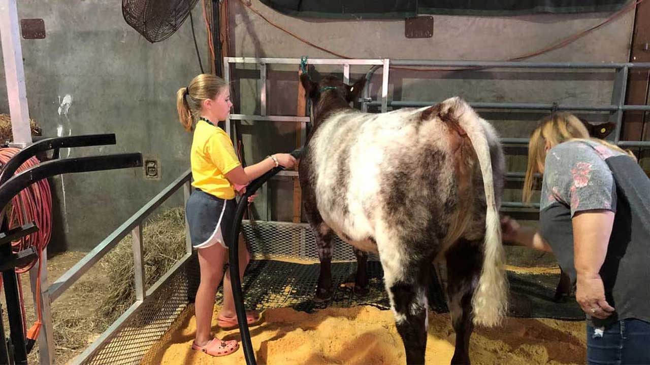 11-Year-Old Shows Work That Goes Into Prepping Her Heifer For Oklahoma State Fair Show 