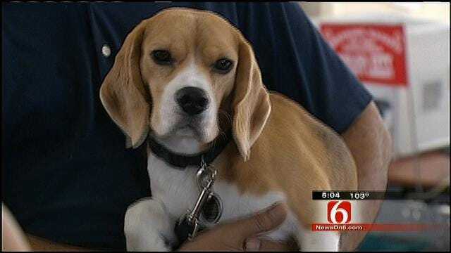 Bed Bug Sniffing Dog Checks Out Downtown Tulsa Library