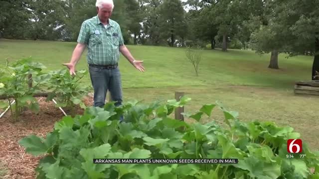 Arkansas Man Plants Unknown Seeds Received In Mail 