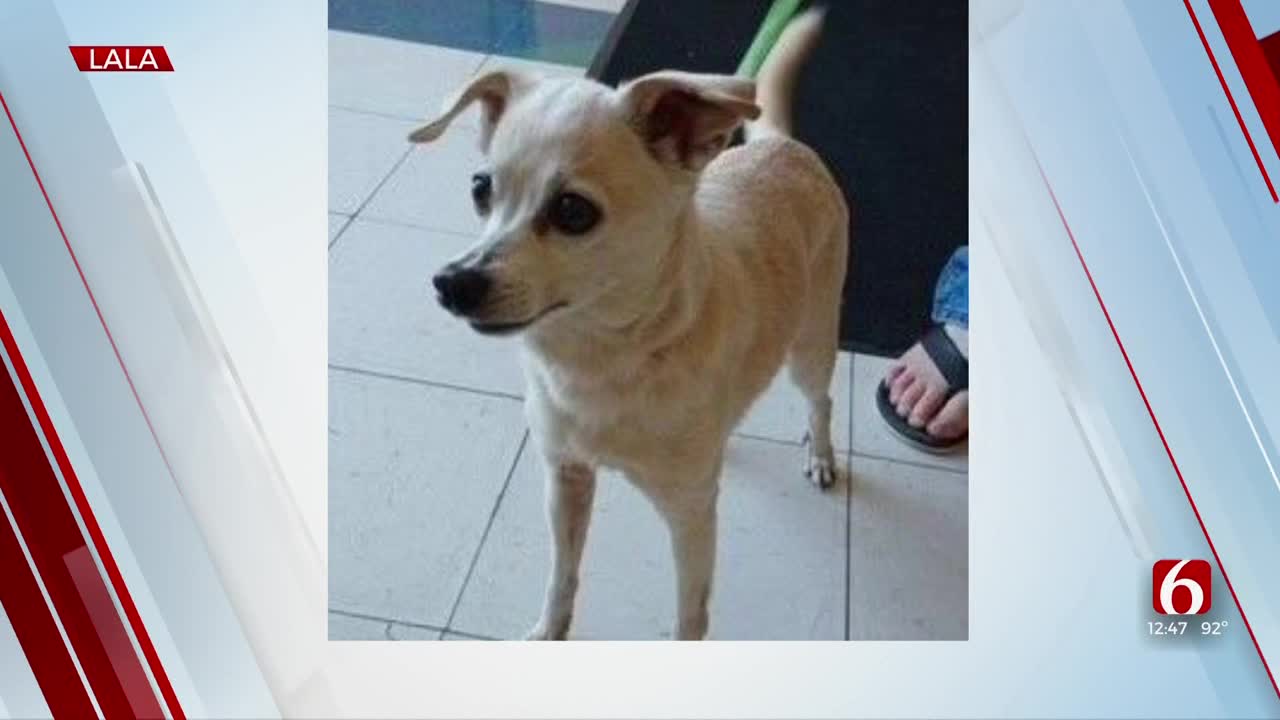 Pet of the Week: Lala the Chihuahua Mix