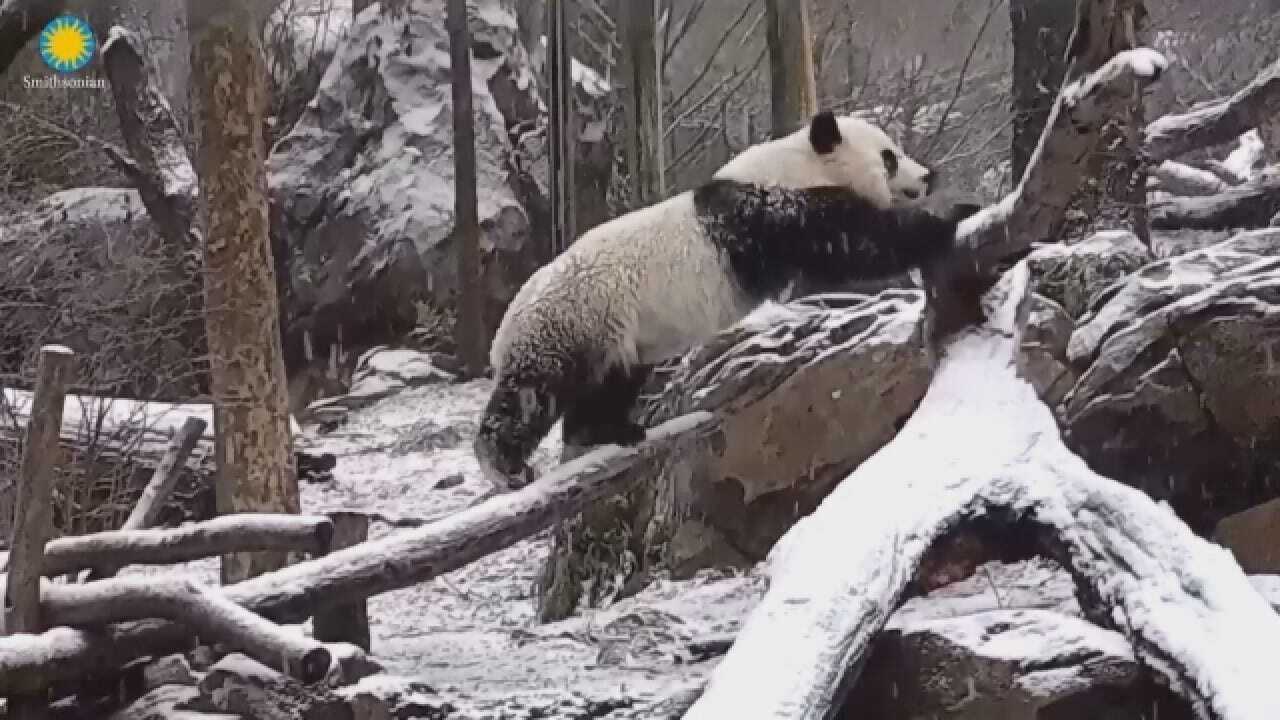 'Bei Bei' The Panda Is Having The Best Christmas