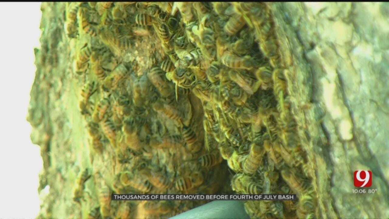 Thousands Of Bees Removed From MWC Park