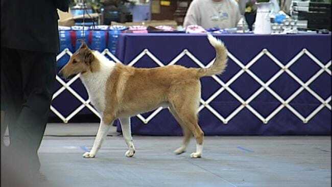 Get Reacquainted With Collies At Tulsa Expo Center