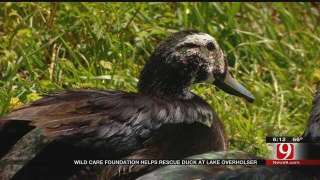 WildCare Foundation Helps Rescue Duck At Lake Overholser