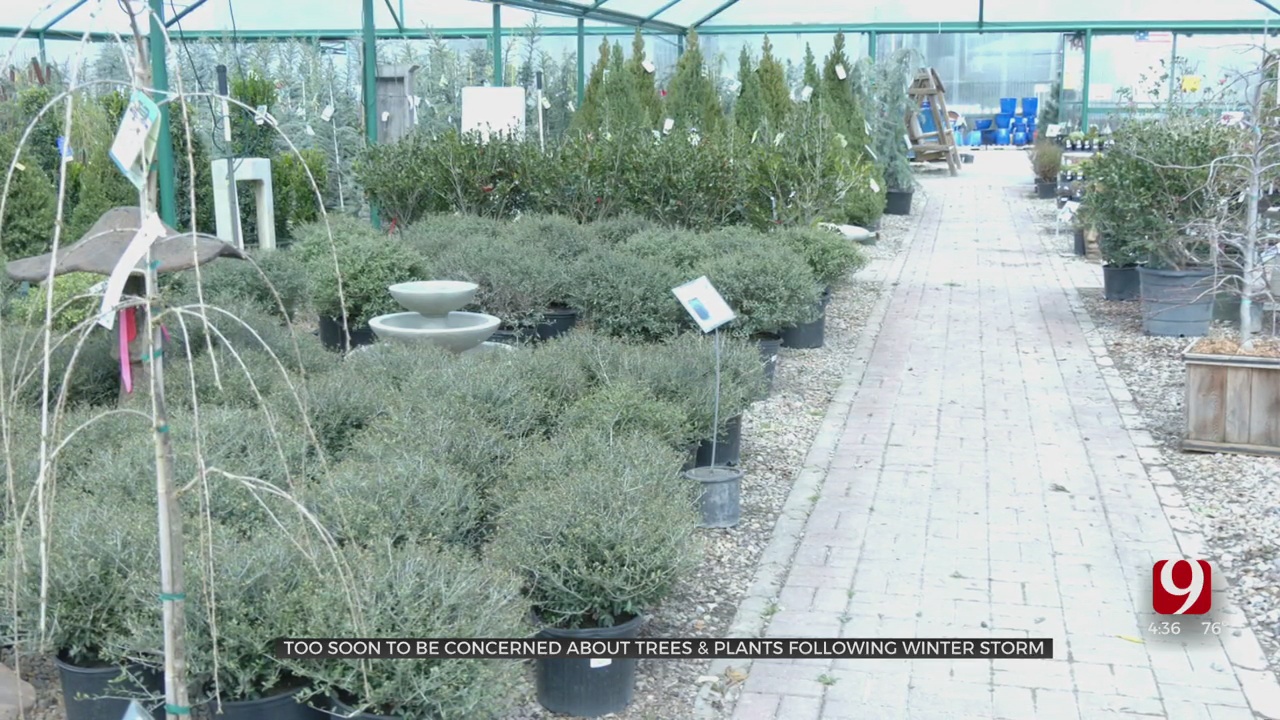 Plant Experts Say It's Too Soon To Be Concerned About Trees, Plants After Winter Storms