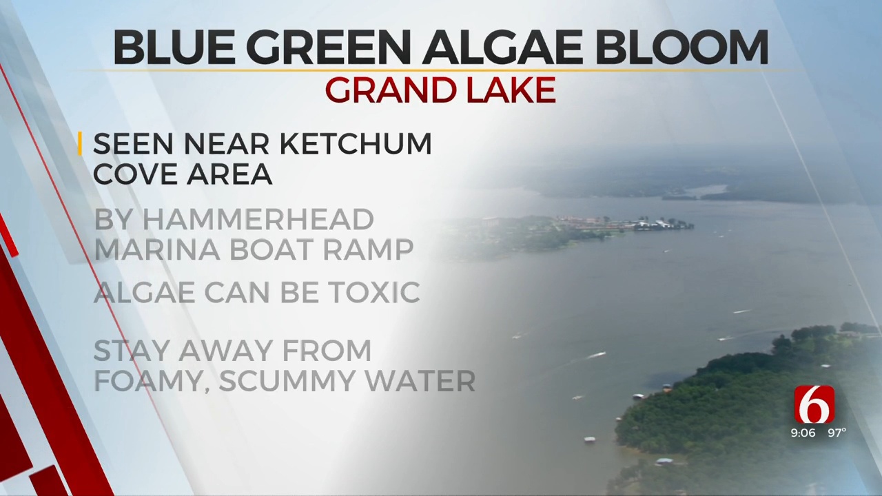 Blue Green Algae Found In Ketchum Cove On Grand Lake