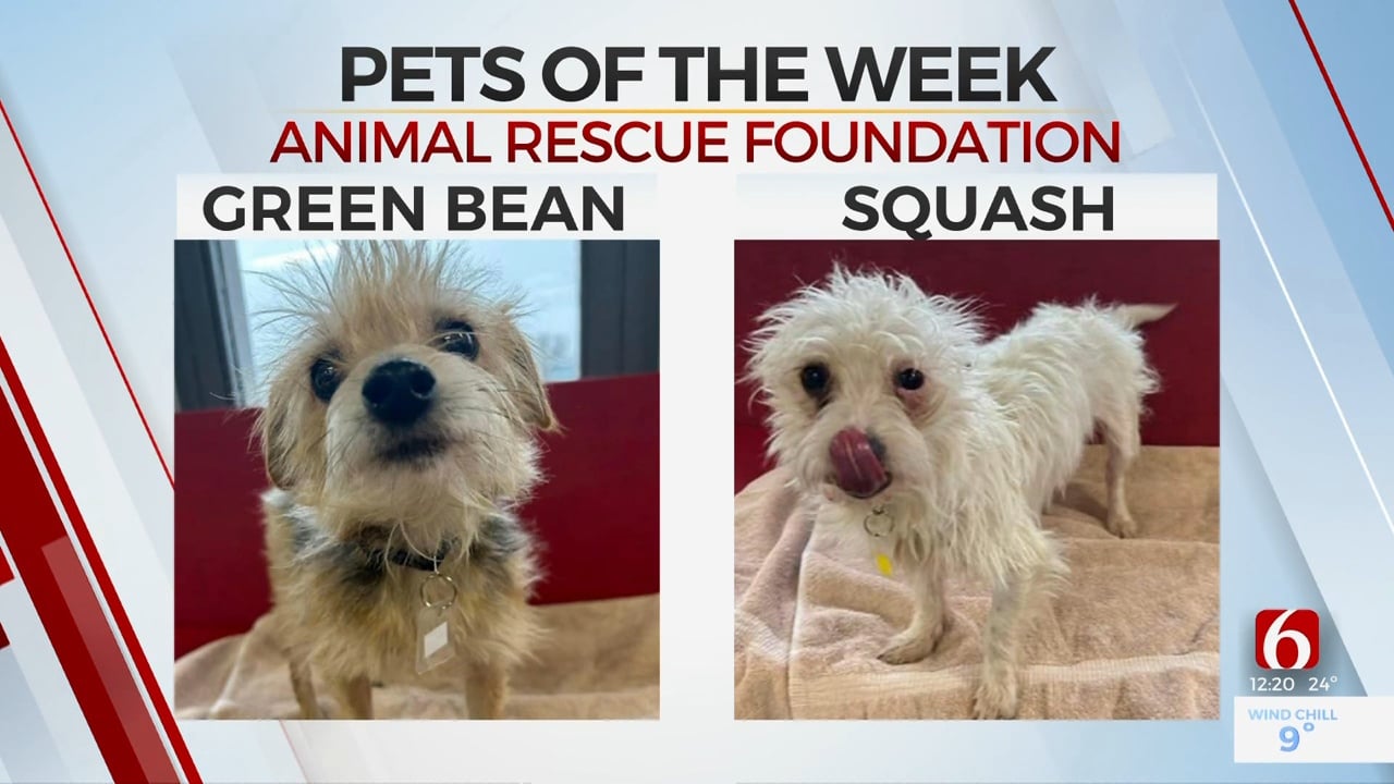 Pets Of The Week: Green Bean and Squash
