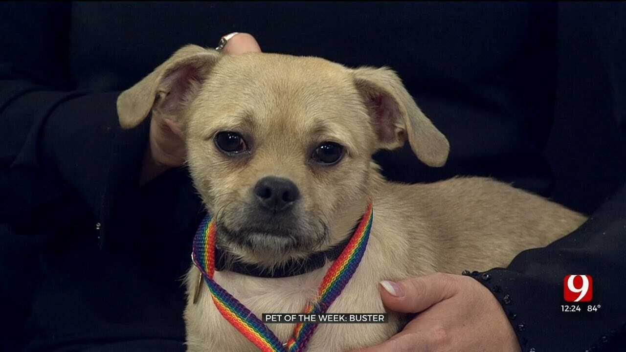 Pet of the Week: Buster