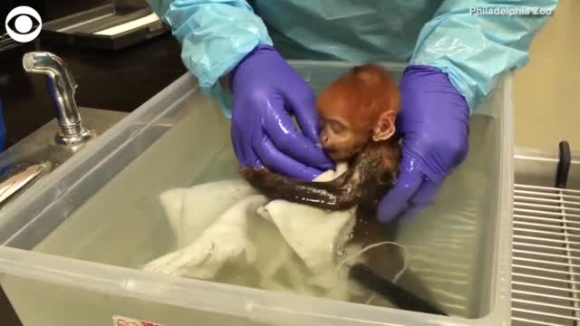 WATCH: Baby Monkey Enjoys Bath Time