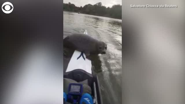 WATCH: Seal Climbs Onto Boat In The River Thames In London