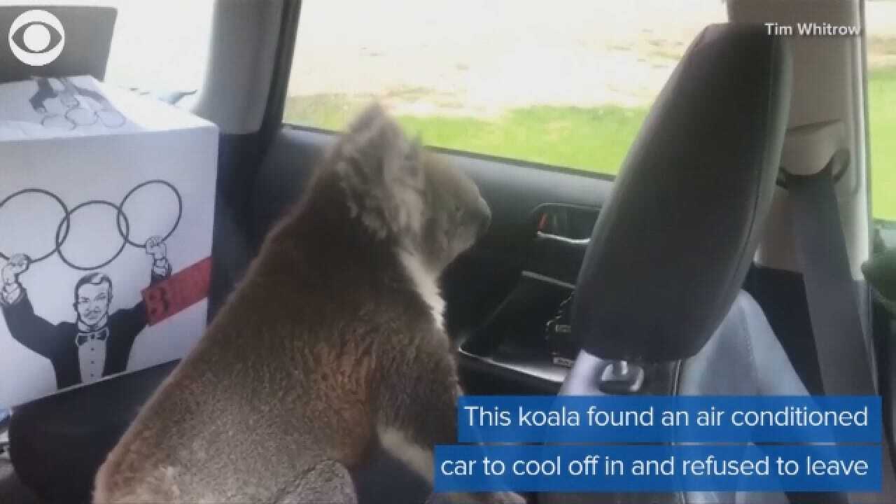 WATCH: Koala Breaks Into A Car