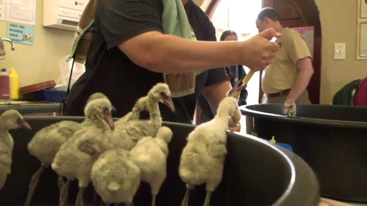 Human Intervention Saves Baby Flamingos After Severe Drought