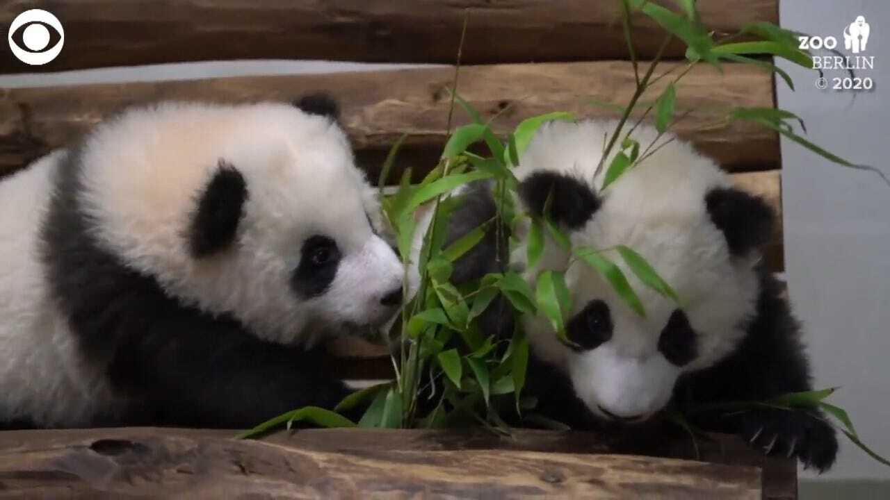 TOO CUTE! Panda Twins Playing