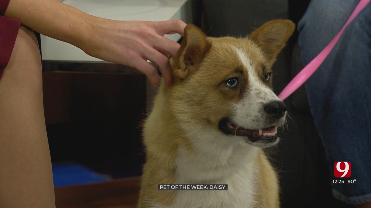 Pet Of The Week: Daisy