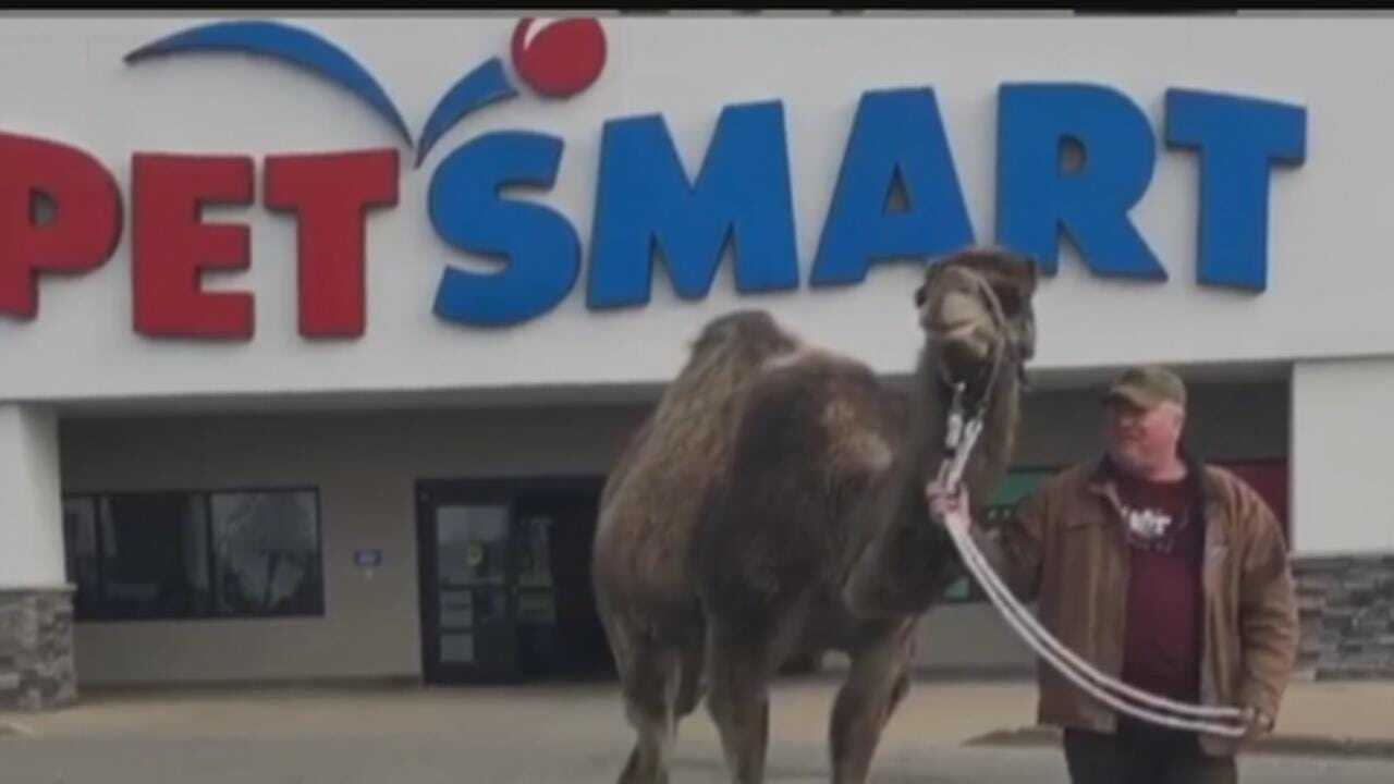 WATCH: Man Takes Camel Into PetSmart
