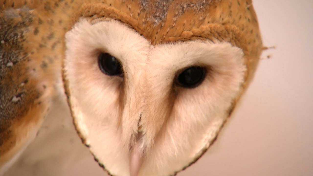 Wild Wednesday: Injured Barn Owl Living At Tulsa Zoo