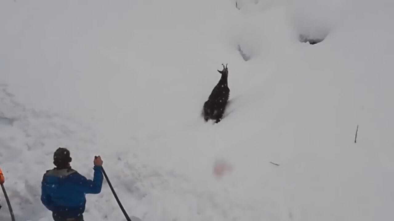 2 Workers Rush To Free Goat Trapped Under Snow